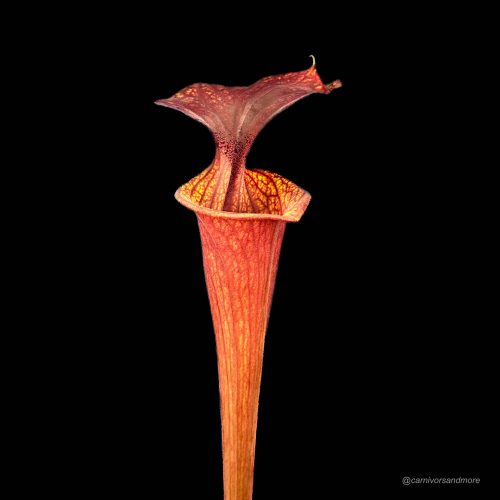 YZzLHtZ1BBX27i4WTgDB.jpg YZzLHtZ1BBX27i4WTgDB.jpg