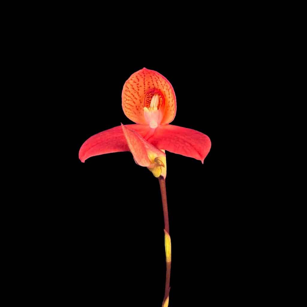 carnivorsandmore – Deine Quelle für seltene Pflanzen Felgekleurde orchidee op zwarte achtergrond