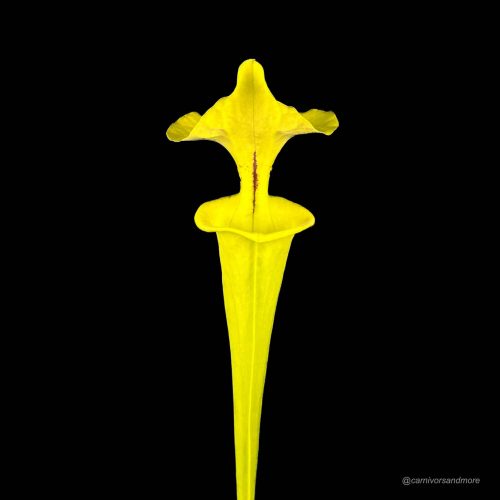 Z6Dlh3DBWmAjjAG83zvF.jpg Z6Dlh3DBWmAjjAG83zvF.jpg