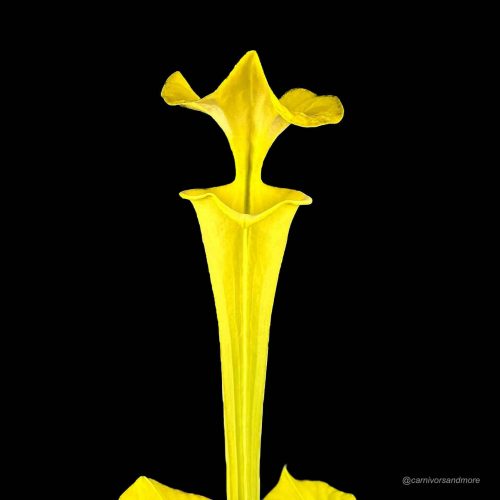 ZN3lYlueLDmBSAuxDBZy.jpg ZN3lYlueLDmBSAuxDBZy.jpg