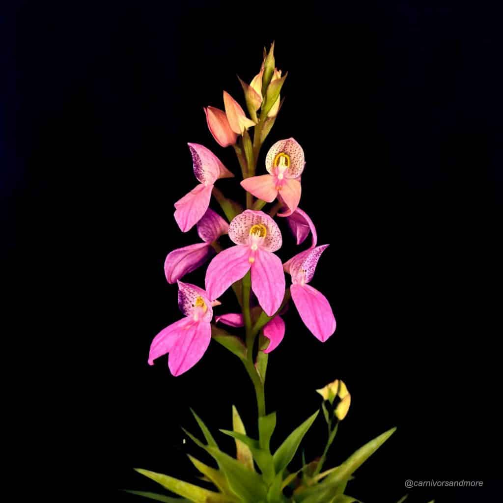 Disa x watsonii ''Candy''