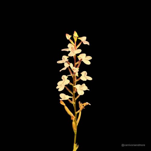 a32VpFAT6jQrUerARQTK.jpg a32VpFAT6jQrUerARQTK.jpg