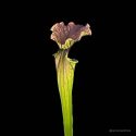 Sarracenia x "Arthur Wheeler"