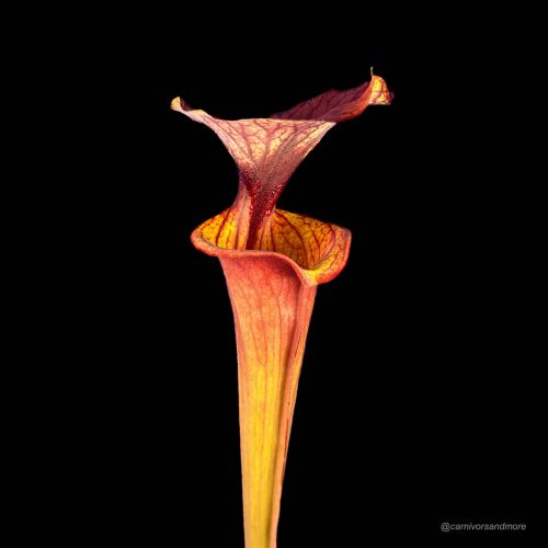 aVcsVy9j0kwxI43pjKC2.jpg aVcsVy9j0kwxI43pjKC2.jpg