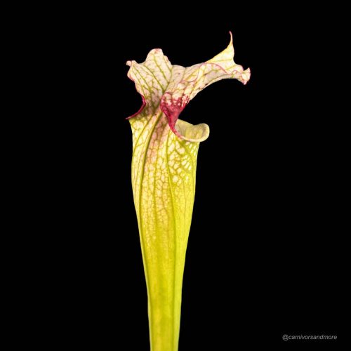 b4UeFSQ1dzAj5gY6Q8qv.jpg Vleesetende plant met kleurrijke bloem