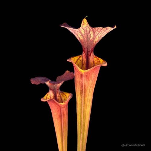 d8f8wh86flVz5YD47Sv9.jpg d8f8wh86flVz5YD47Sv9.jpg