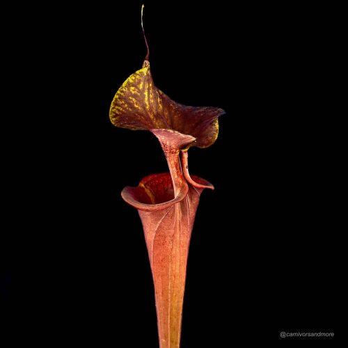 d9f9iNEnV5dFpyquiA5i.jpg Fleischfressende Pflanze in Schwarz