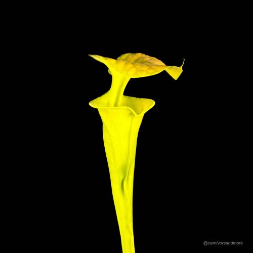 dosninbkvI23IbRDXOeJ.jpg dosninbkvI23IbRDXOeJ.jpg