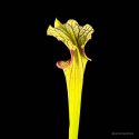 Vleesetende plant met kleurrijke bladeren