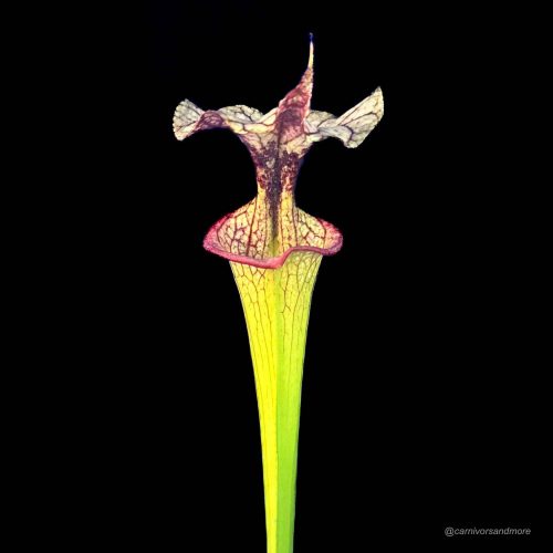 eKQ2jCrGaXCRz3VicwCq.jpg Mooie vleesetende plant op zwart