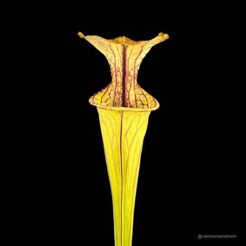 eLuL96OaNlHEPHXfdiF9.jpg eLuL96OaNlHEPHXfdiF9.jpg