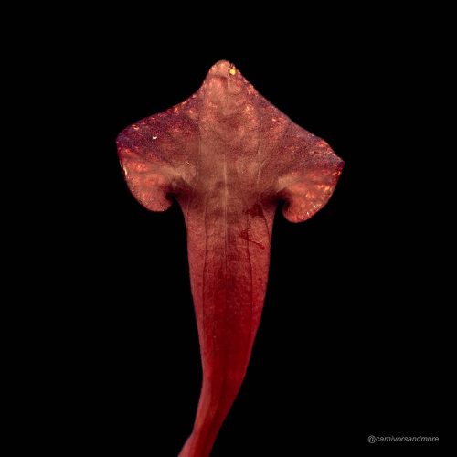 fFv6rXfAZmf3wH0UJj7o.jpg Ongewone plant met unieke vorm