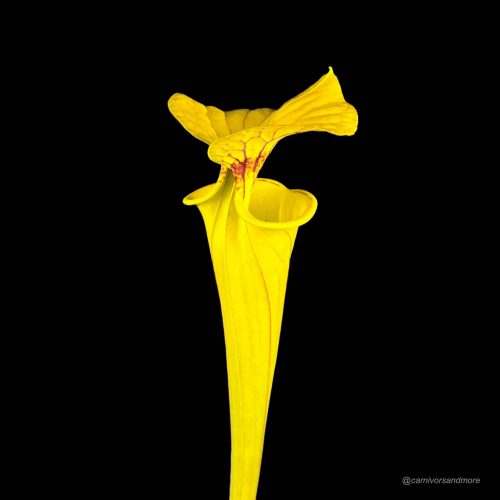 frmEVivrXWEtUBphOg0S.jpg frmEVivrXWEtUBphOg0S.jpg