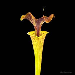 Sarracenia flava var. cuprea, North Carolina, MK F 10