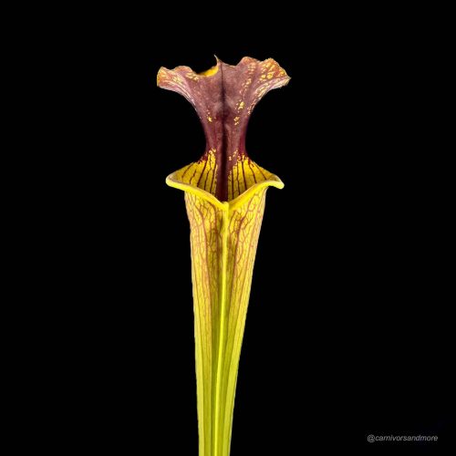 gFWkrWgn7cpQSBR084D1.jpg gFWkrWgn7cpQSBR084D1.jpg