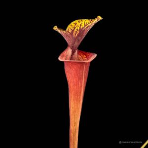 Sarracenia flava var. ornata, MK F 88 x flava AF
