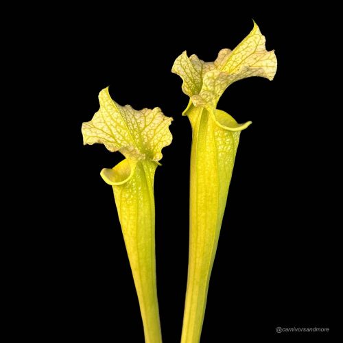 goevh4YmcrVSmodpZTKn.jpg Twee gele vleesetende planten