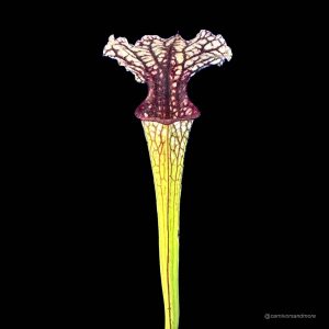 Mooie vleesetende plant met kleurrijke bloemen.