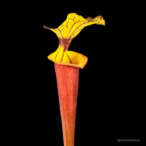 jQLzgSsu5KnIilIy67tP.jpg Fleischfressende Pflanze mit bunten Blättern