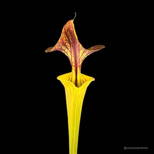 jTyVZwg06A0LDqAAEpBN.jpg jTyVZwg06A0LDqAAEpBN.jpg