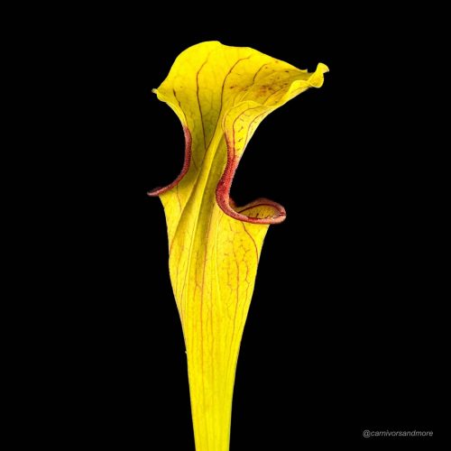 ji1nVPJzULmaNOUHDWVL.jpg ji1nVPJzULmaNOUHDWVL.jpg