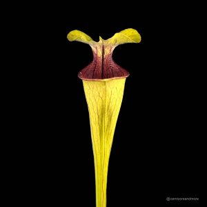 Sarracenia oreophila, ex Bot. Garden Prague