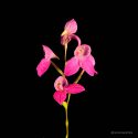 Schöne pinke Orchideenblüten auf Schwarz