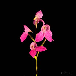 Schöne pinke Orchideenblüten auf Schwarz