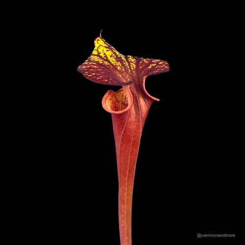 kJ69lA07H82OA1YTtoLz.jpg kJ69lA07H82OA1YTtoLz.jpg