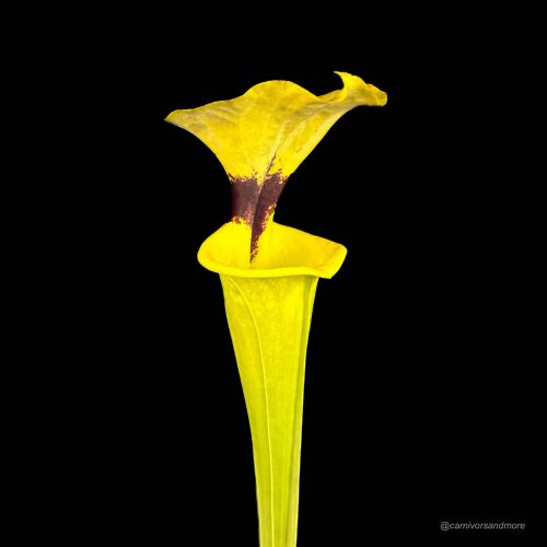 kvBtlR1cN5wiPEbwPoww.jpg kvBtlR1cN5wiPEbwPoww.jpg