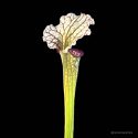 Vleesetende plant met unieke vorm