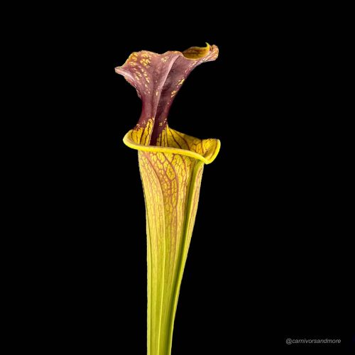 lWNIslswzp0UmQtIb0JH.jpg lWNIslswzp0UmQtIb0JH.jpg