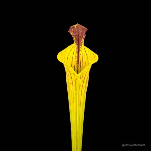 ldrtcrw47znCVwGAl2S1.jpg ldrtcrw47znCVwGAl2S1.jpg