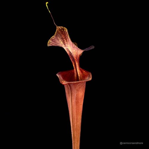 lkXnG4YwUYXxgOJjHC4p.jpg Fleischfressende Pflanze vor schwarzem Hintergrund