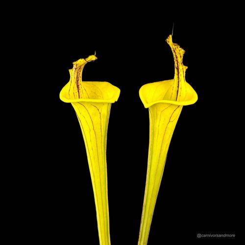Twee gele vleesetende planten