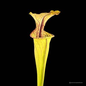 Sarracenia oreophila "Long Lasting Pitchers"
