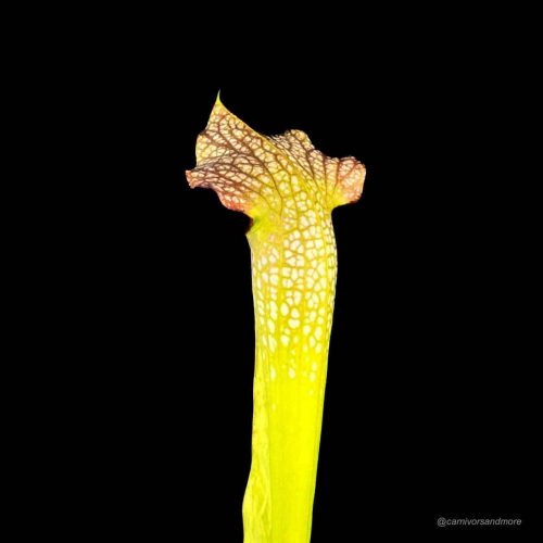 mXk1e25MzFJAE1U5bkZK.jpg Vleesetende plant met kleurrijke bladeren