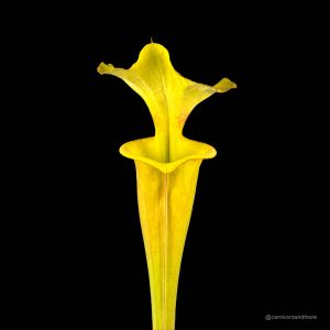 Sarracenia flava "Manky"