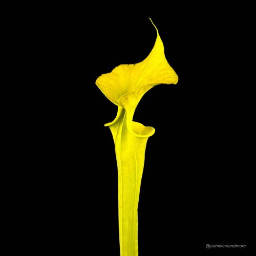 mpKpn1Jw6HTv9tysfhkA.jpg mpKpn1Jw6HTv9tysfhkA.jpg