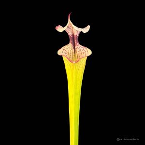 Vleesetende plant met kleurrijke bloem