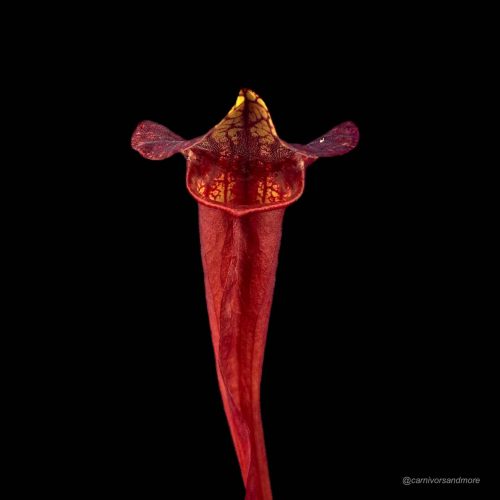 nr1ZbytwN71eXGgUZFMD.jpg Carnivorenplant met opvallende kleuren