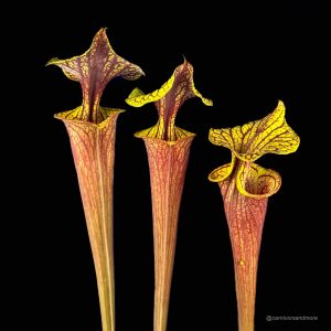 Sarracenia flava var. rubricorpora "Claret" MK F 25c