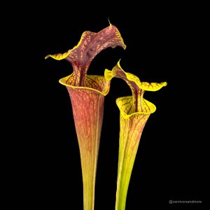 Sarracenia flava var. ornata, ex Phil Wilson