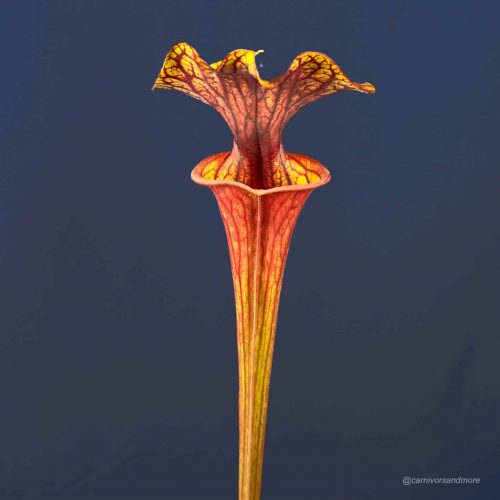 pGUpSYk8ryvPH3JyoIID.jpg pGUpSYk8ryvPH3JyoIID.jpg