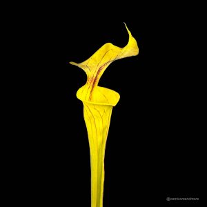 Sarracenia flava var. ornata, Apalachicola, MK F 220
