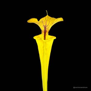Sarracenia flava var. flava ''Goldie x Goldie''