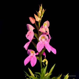 Schöne pinkfarbene Orchidee auf schwarzem Hintergrund