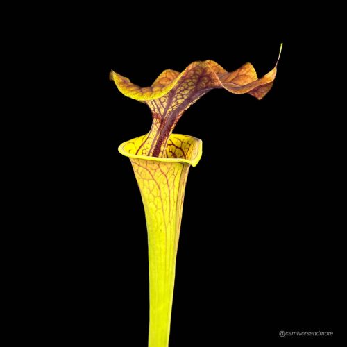 rKQSk4qEDLF4C6GRadst.jpg rKQSk4qEDLF4C6GRadst.jpg