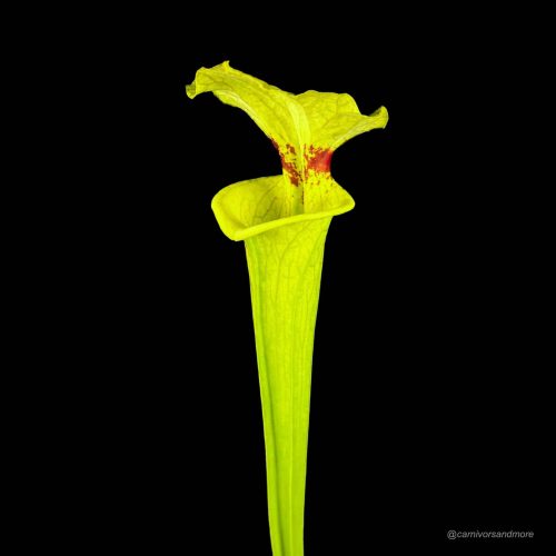 rajRen4d9zI6dalVjvCe.jpg Heldere gele vleesetende plant