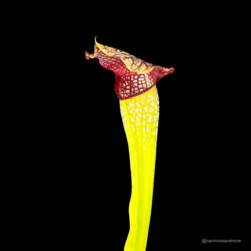 rkHEC6RL19boM3Ayb4GP.jpg Karnivore plant met kleurrijke bladeren